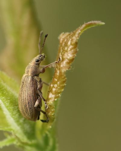 Réf. 219 502 : Phyllobius pyri